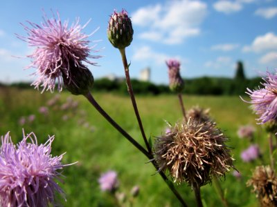20130721Cirsium_arvense2