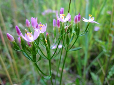 20130721Centaurium_erythraea1 photo