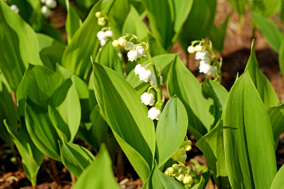 Bloom early bloomer bell