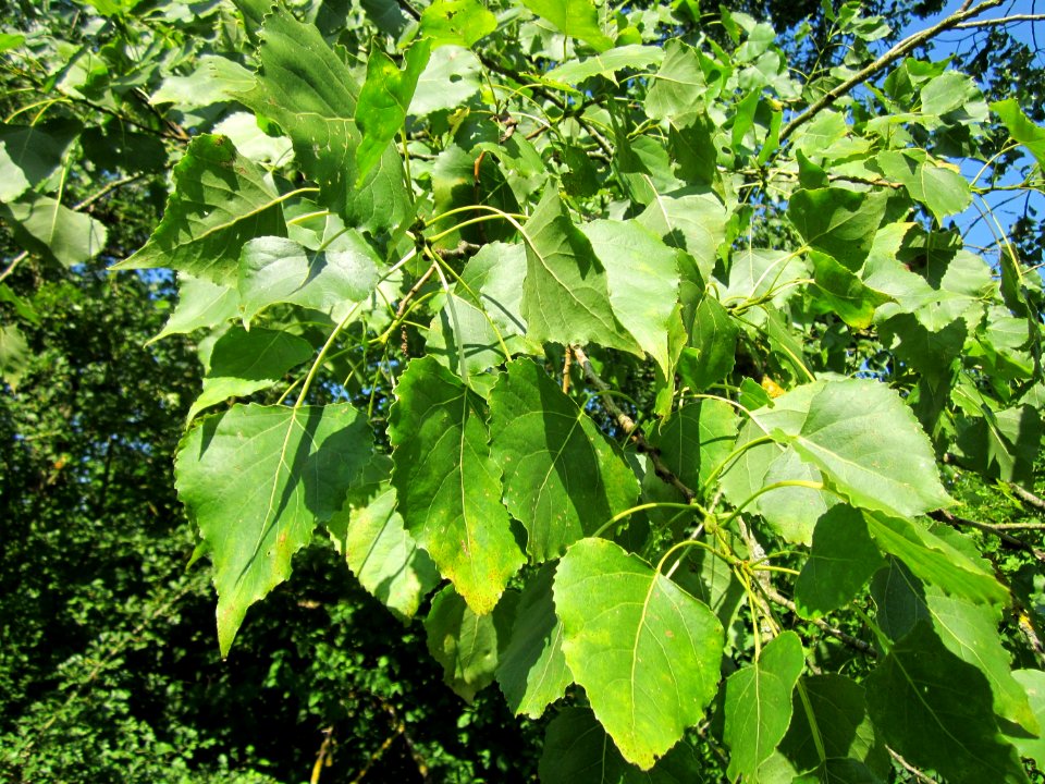 20130721Populus_tremula6