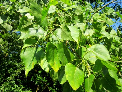 20130721Populus_tremula6