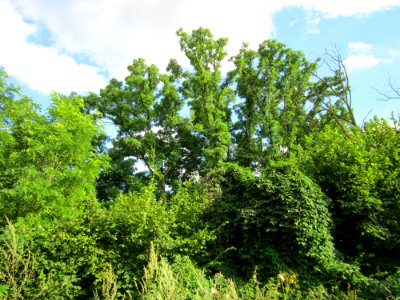 20130731Robinie_Speyer1