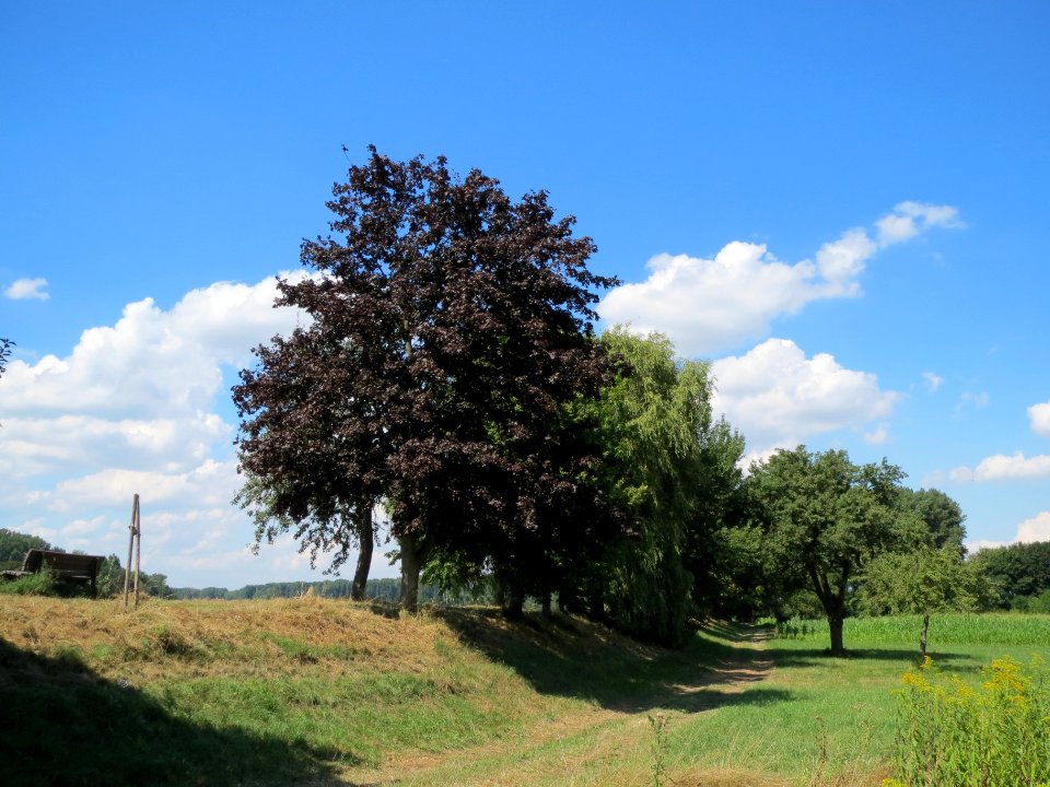 20130817Ahorn_Altlussheim1