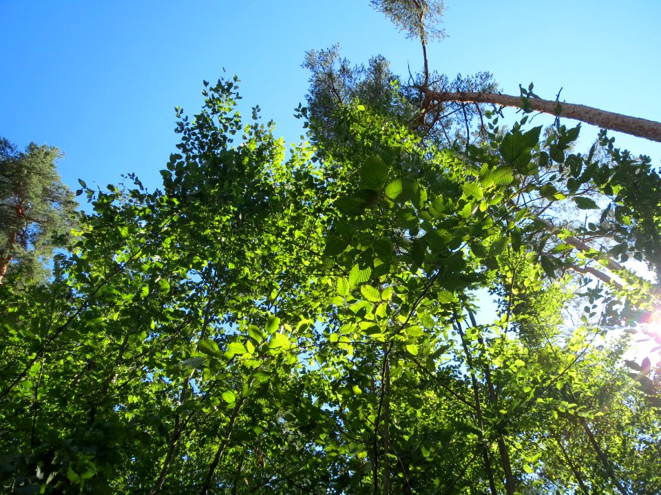 20130816Hainbuche