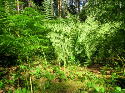 20130731Speyrer_Wald14