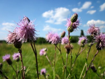 20130721Cirsium_arvense1