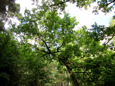 20130731Speyrer_Wald19