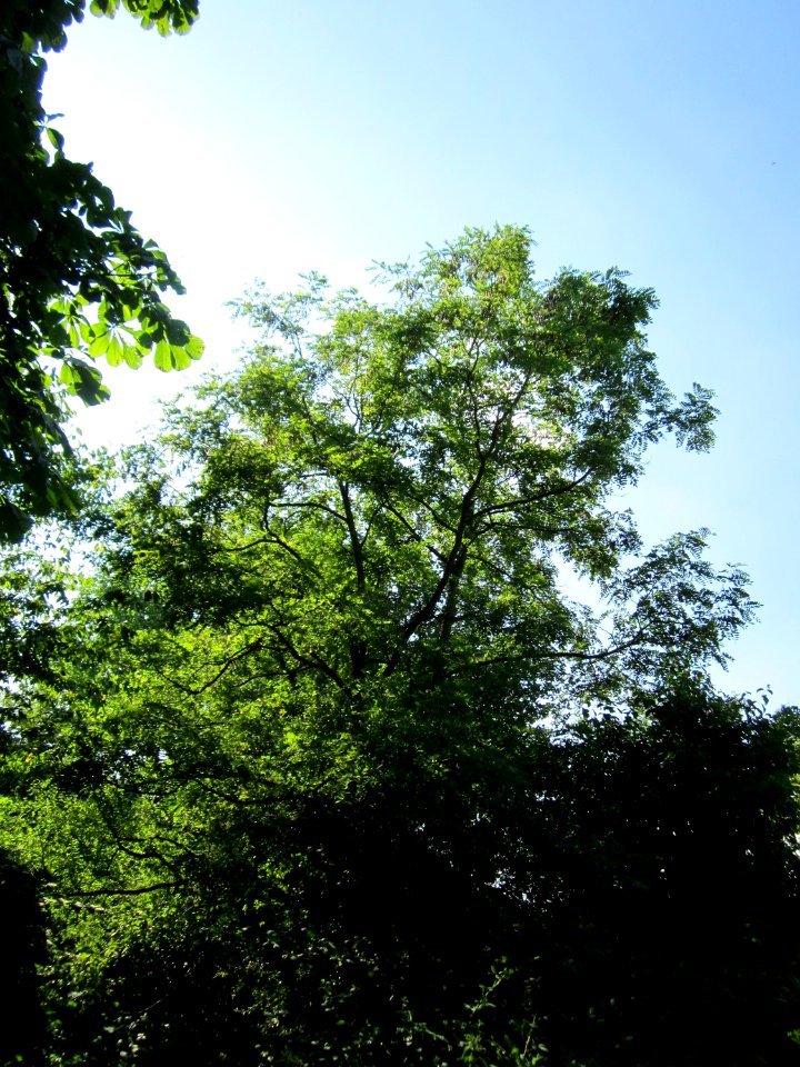 20130721Esche_St_Arnual1