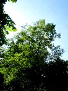 20130721Esche_St_Arnual1