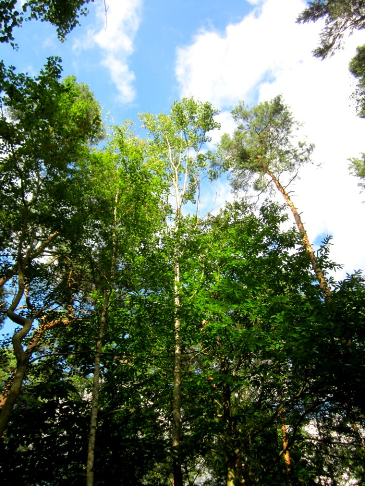 20130731Speyrer_Wald24