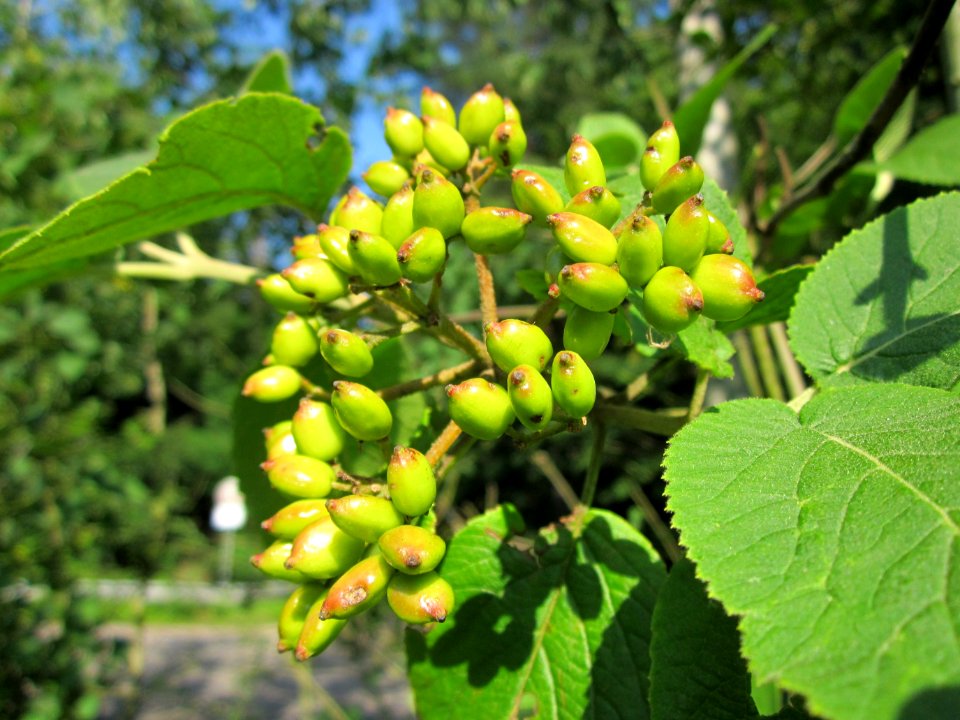 20130716Viburnum_lantana2