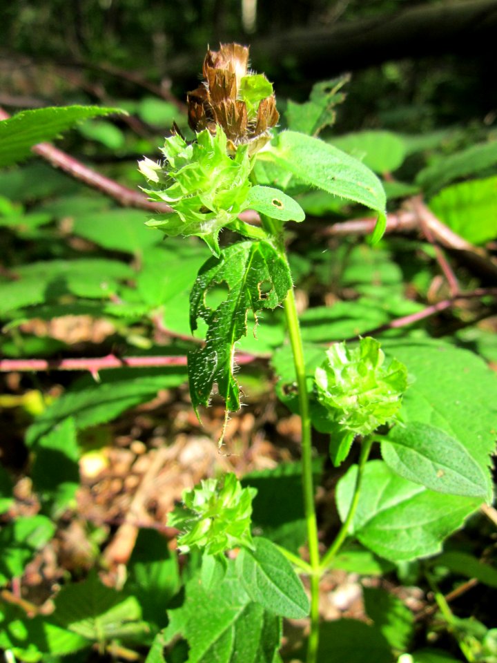 20130731Speyrer_Wald26