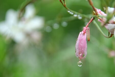 Botanical garden raindrops flowers
