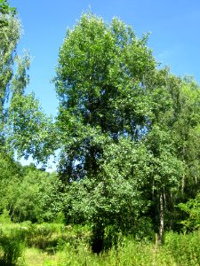 20130720Populus_tremula1