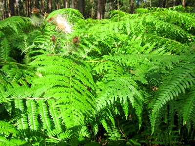 20130731Speyrer_Wald11