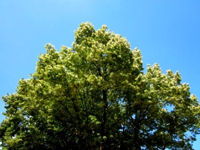 20130719Tilia_tomentosa4 photo