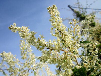 20130714Knoeterich_Schwetzinger_Hardt2