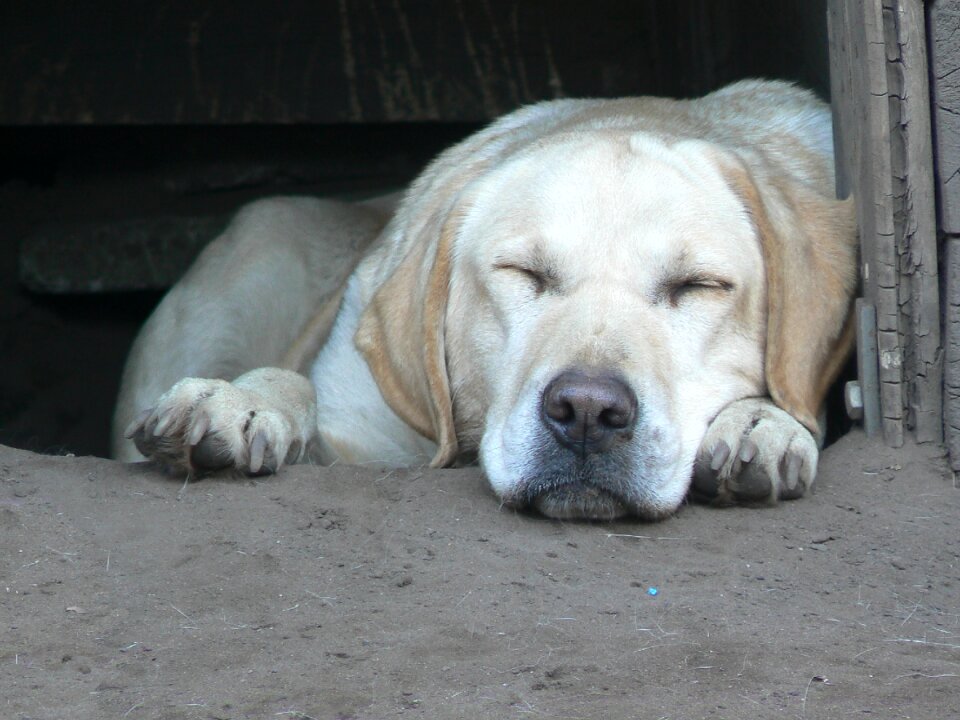 Pet sleeping animals