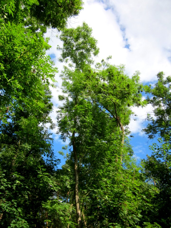 20130731Speyrer_Wald07