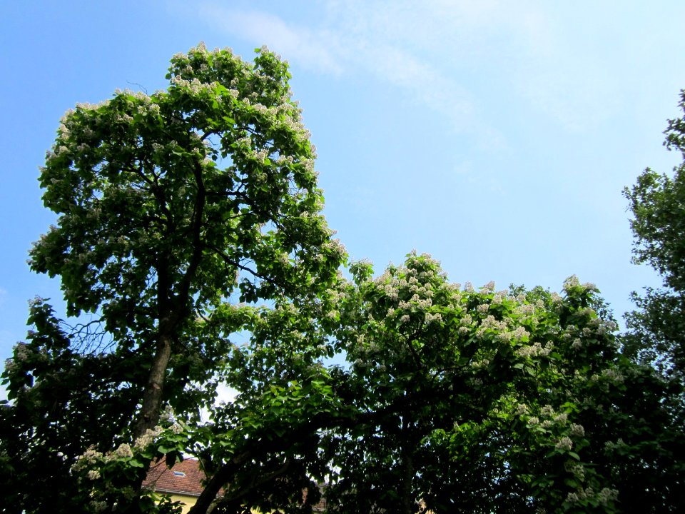 20130718Trompetenbaum_Saarbruecken02