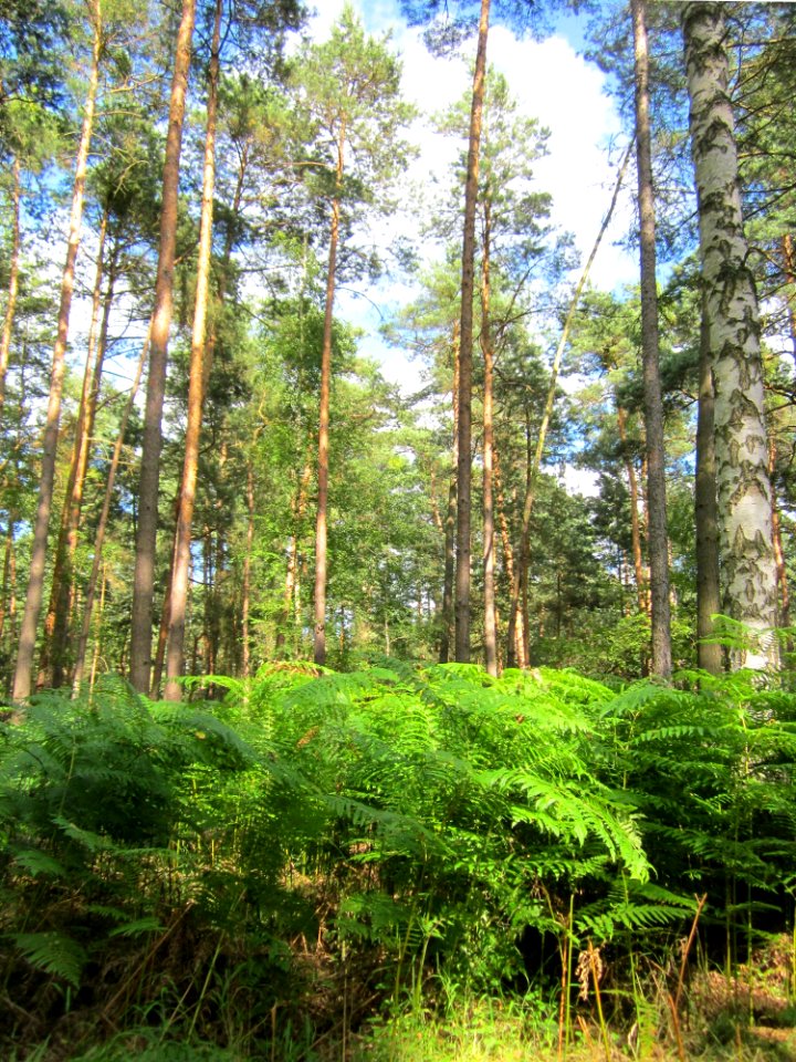 20130731Speyrer_Wald10