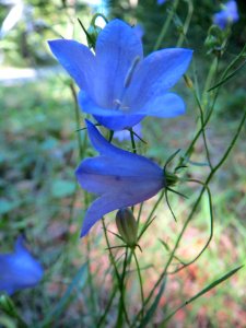 20130816Campanula_rotundifolia