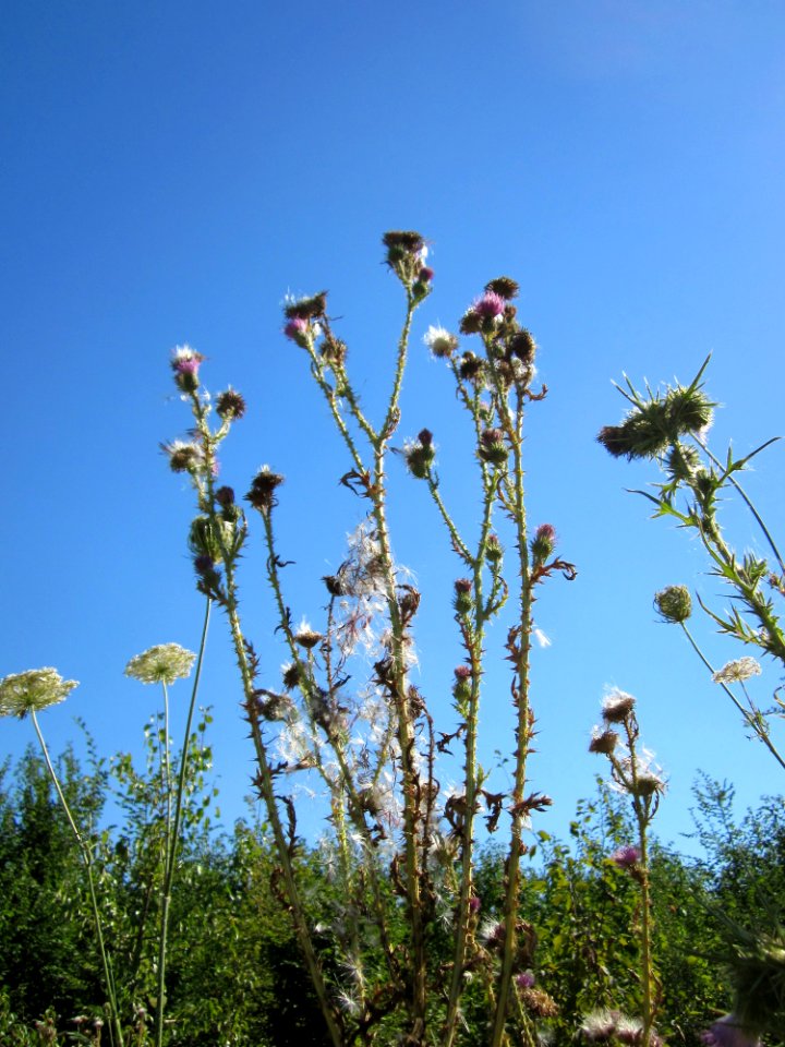 20130802Cirsium_vulgare1