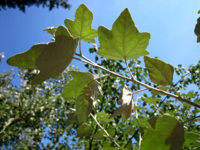 20130716Silberpappel_Schwetzinger_Hardt3