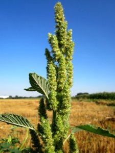 20130802Amaranthus_retroflexus