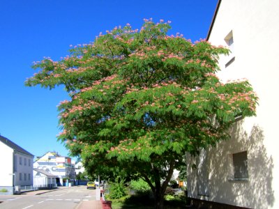 20130801Seidenbaum_Hockenheim02