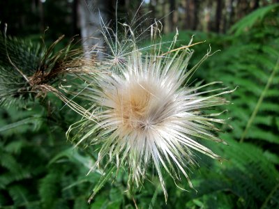 20130731Speyrer_Wald13