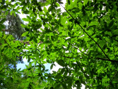 20130731Speyrer_Wald21