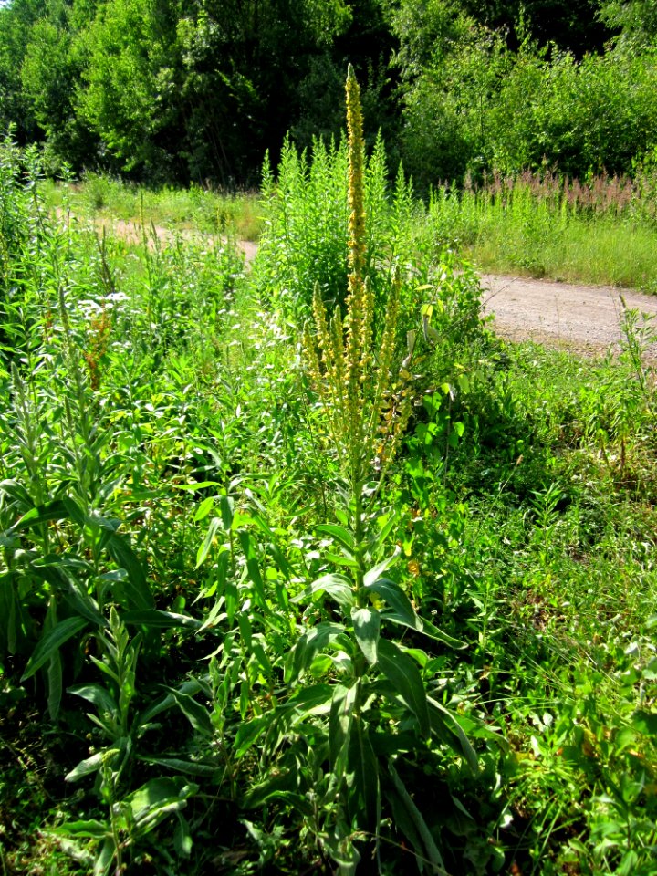 20130720Koenigskerze_Steinbachtal1