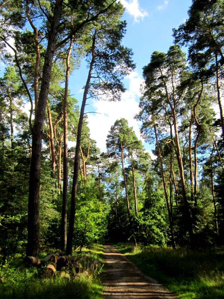 20130731Speyrer_Wald34