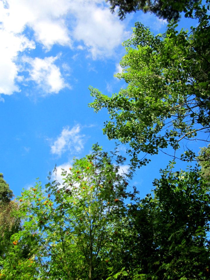 20130731Speyrer_Wald37