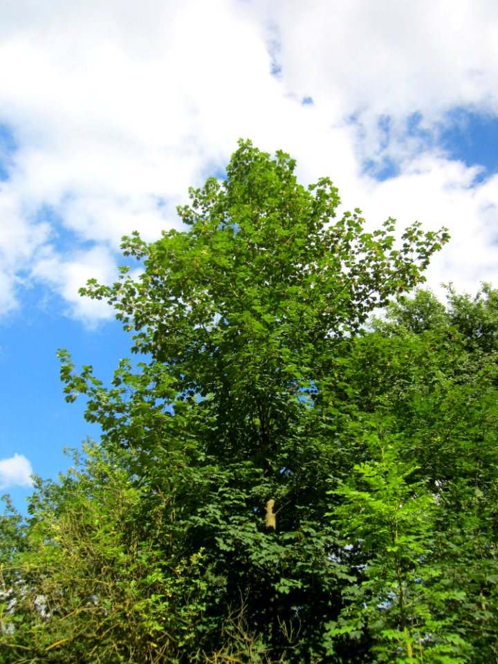 20130731Speyrer_Wald04