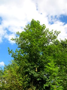 20130731Speyrer_Wald04