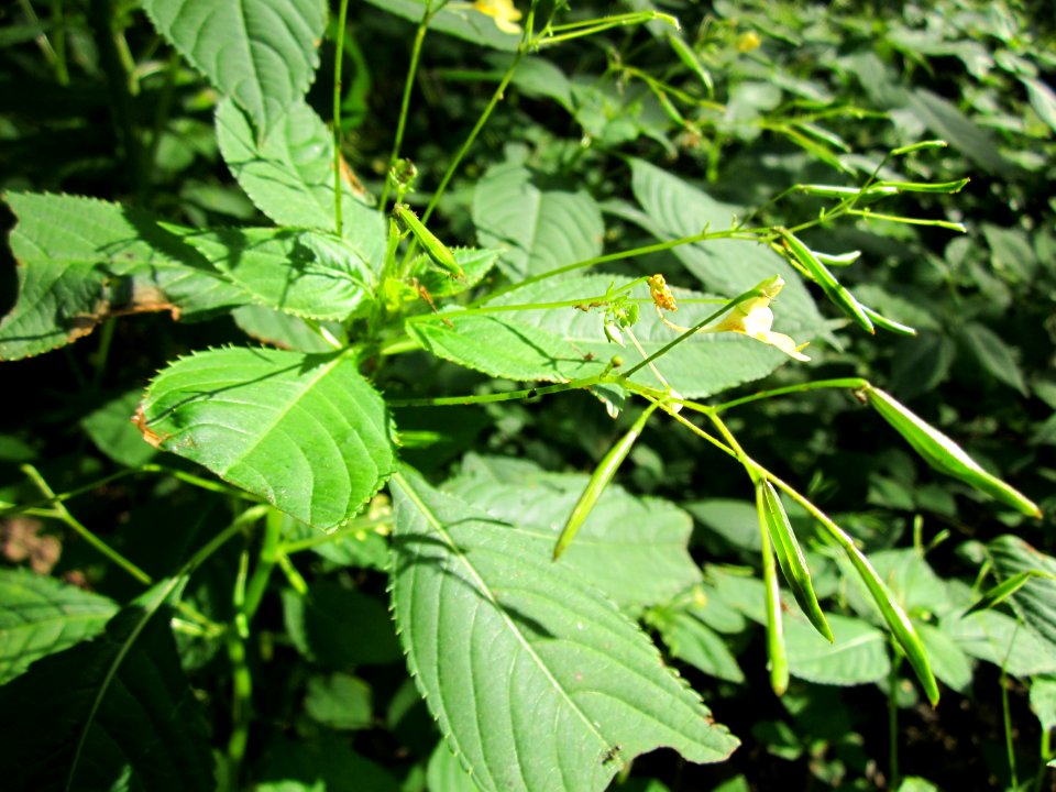 20130731Speyrer_Wald41