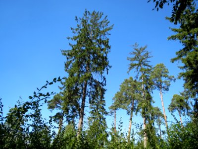 20130816Douglasie1