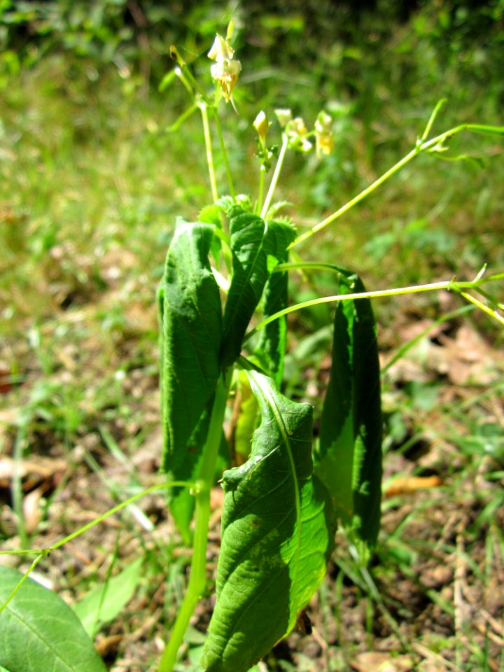 20130801Springkraut_Schwetzinger_Hardt1