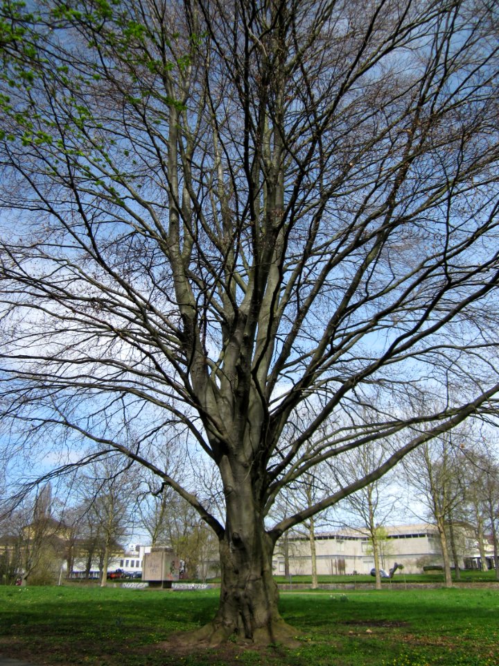 20130416Buche_Saarbruecken