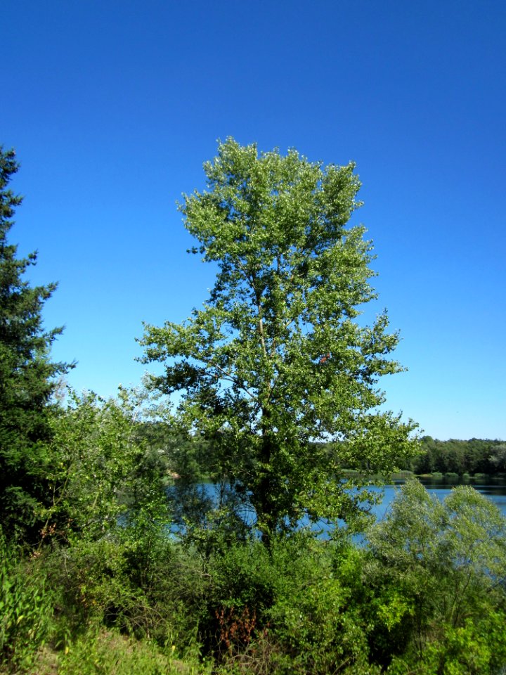 20130801Zitterpappel_Schwetzinger_Hardt