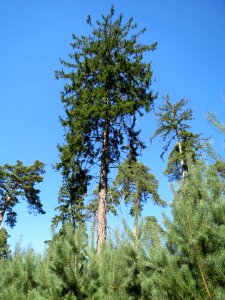 20130816Douglasie2