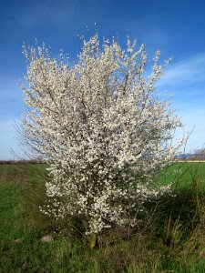 20130414Prunus_cerasifera_Reilingen14