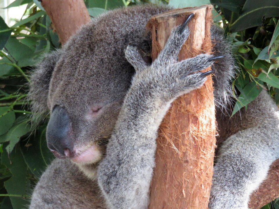 Tree animal nature