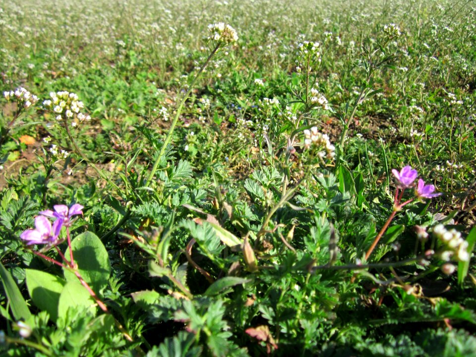20130414Reiherschnabel_Hirtentaeschel_Altlussheim