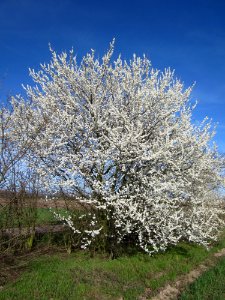 20130414Prunus_cerasifera_Reilingen03