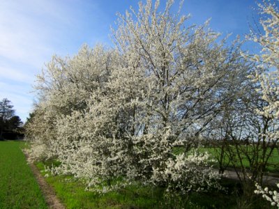 20130414Prunus_cerasifera_Reilingen04