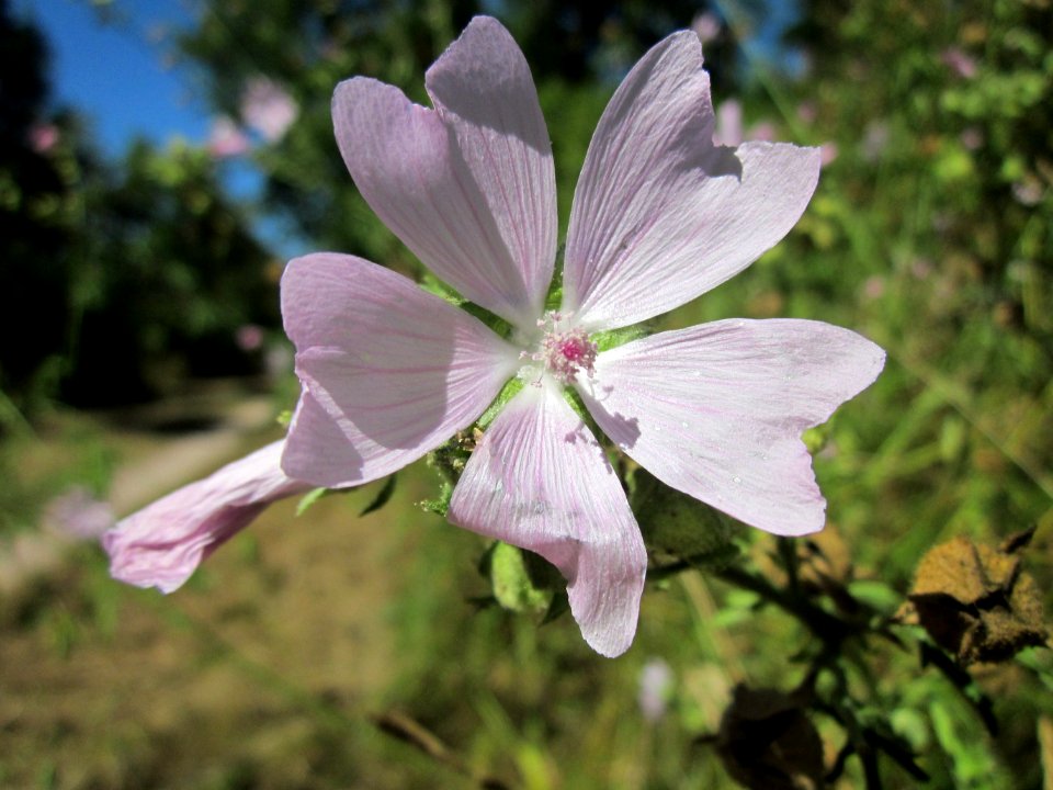 20130801Malve_Schwetzinger_Hardt4