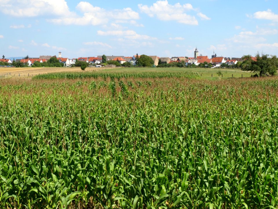 20130817Altlussheim
